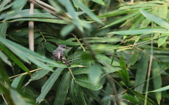 Pericrocotus cantonensis