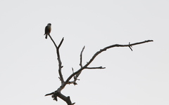 Microhierax caerulescens