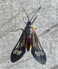 Rhynchopyga semirufa