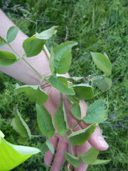 Ostericum palustre