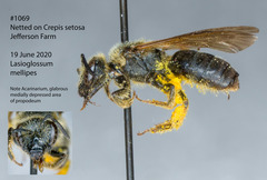 Lasioglossum mellipes