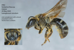 Lasioglossum zonulus