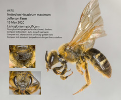 Lasioglossum pacificum