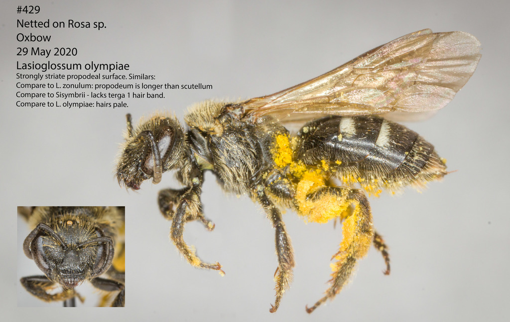 Olympia Sweat Bee