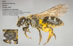 Lasioglossum olympiae