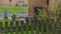 Sciurus carolinensis