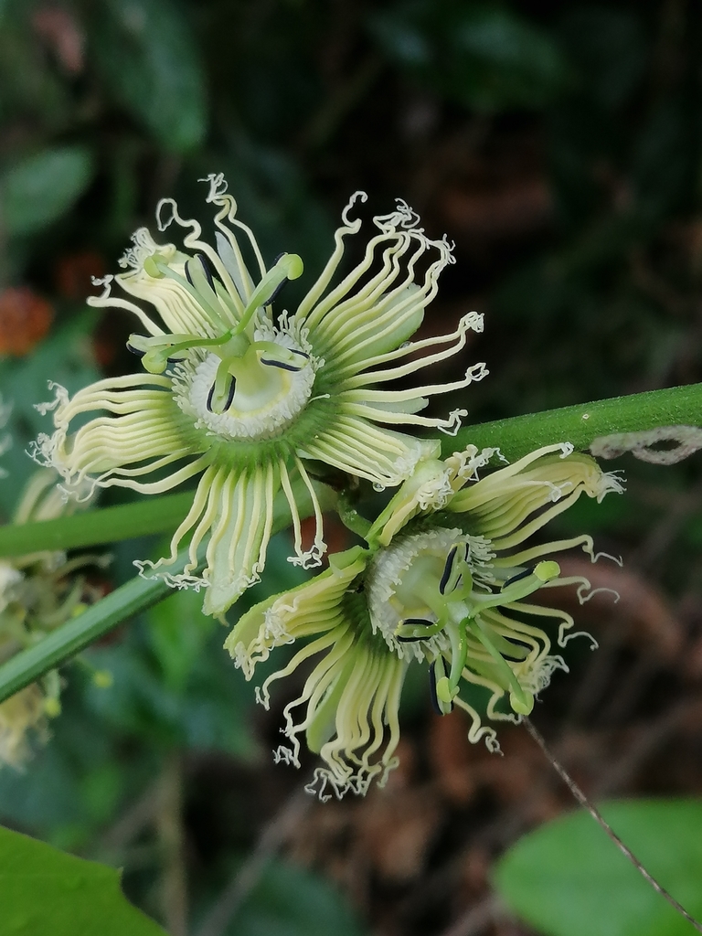 Auriculata
