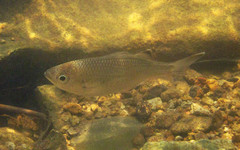Kuhlia marginata