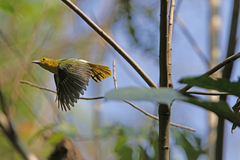 Aegithina lafresnayei