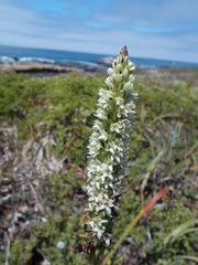 Platanthera elegans elegans