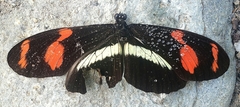 Heliconius telesiphe