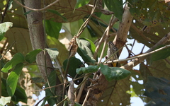 Dicaeum chrysorrheum