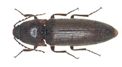Melanotus decumanus