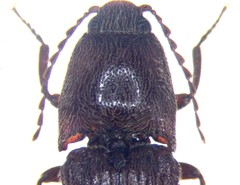 Melanotus decumanus