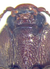 Melanotus decumanus