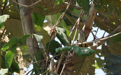 Dicaeum chrysorrheum