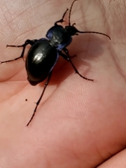 Carabus finitimus