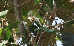 Dicaeum chrysorrheum