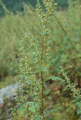 Artemisia santolinifolia