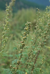 Artemisia santolinifolia