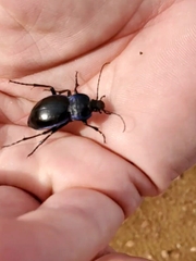 Carabus finitimus