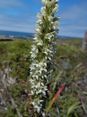 Platanthera elegans elegans