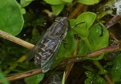 Hybomitra bimaculata