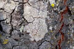 Lecanora caesiorubella merrillii