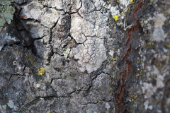 Lecanora caesiorubella merrillii