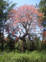 Erythrina mulungu