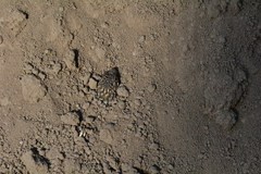 Sceloporus occidentalis