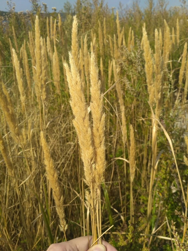 Calamagrostis extremiorientalis (Calamagrostis extremiorientalis)
