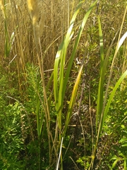 Calamagrostis extremiorientalis