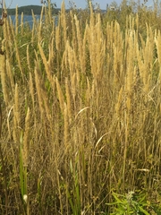 Calamagrostis extremiorientalis