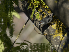 Curruca melanocephala