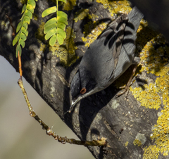 Curruca melanocephala
