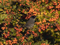 Curruca melanocephala