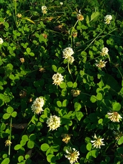 Trifolium repens