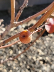 Pyrus calleryana