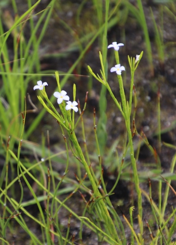Gnidia linoides (Gnidia linoides)