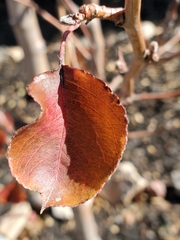 Pyrus calleryana