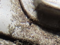 Sminthurinus minutus