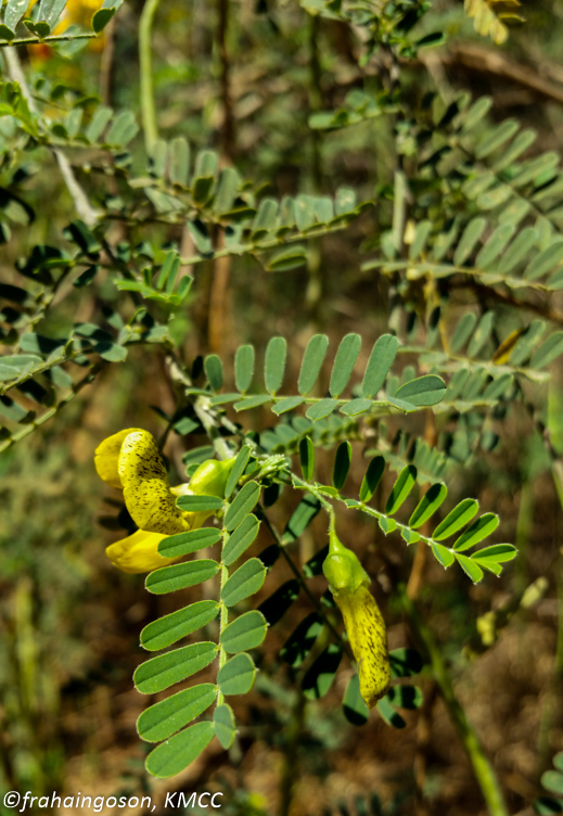 Sesbania madagascariensis Du Puy & Labat 2