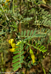 Sesbania madagascariensis