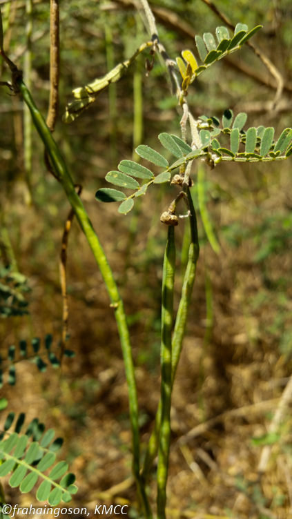 Sesbania madagascariensis Du Puy & Labat 3