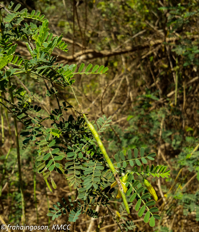 Sesbania madagascariensis Du Puy & Labat 4