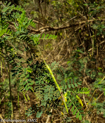 Sesbania madagascariensis