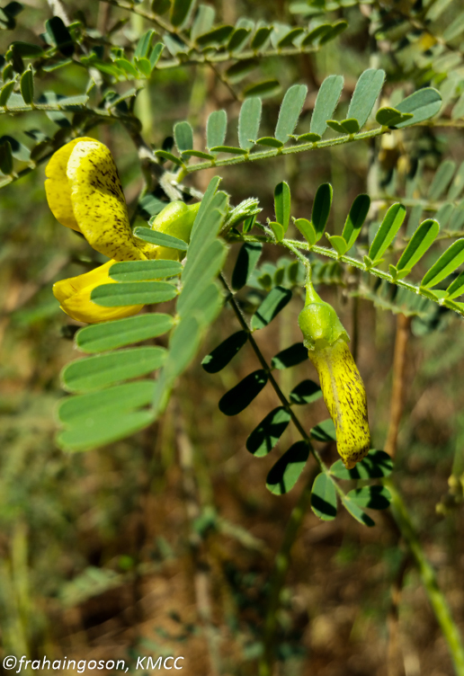 Sesbania madagascariensis Du Puy & Labat