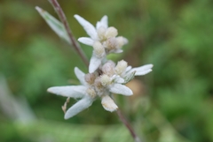 Leontopodium ochroleucum