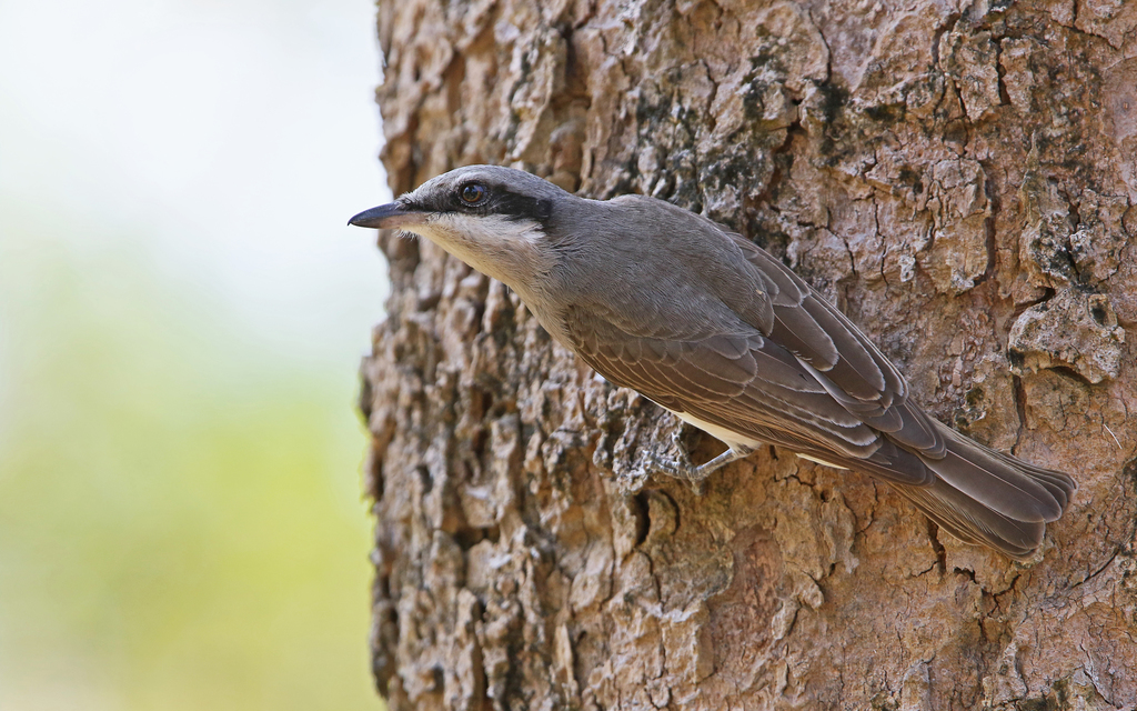 Large Woodshrike (Tephrodornis virgatus) photo